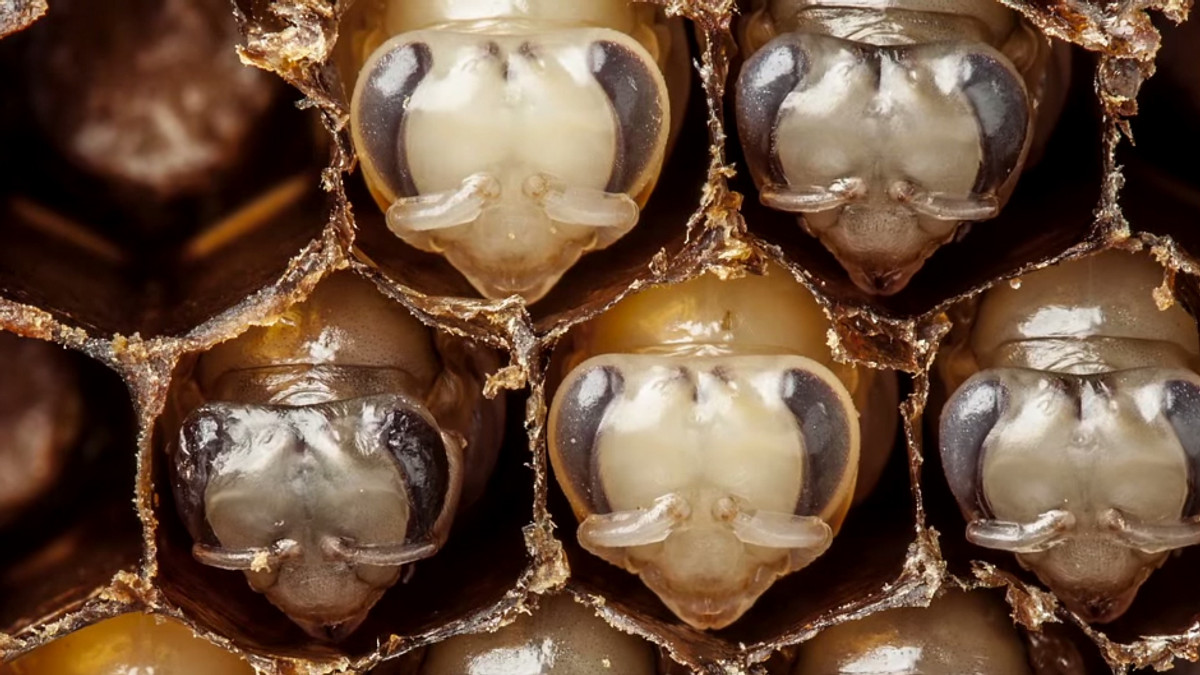 З'явилося відео з уповільненою зйомкою розвитку бджіл - фото 1