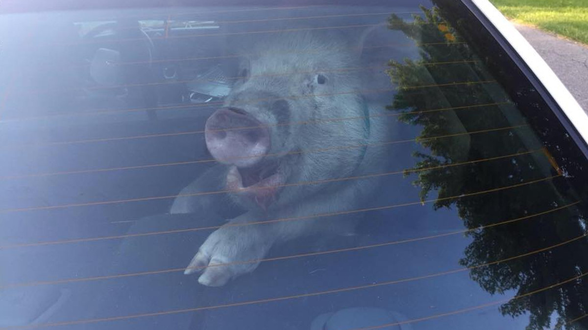 Усміхнена свиня «обробила» американських поліцейських - фото 1