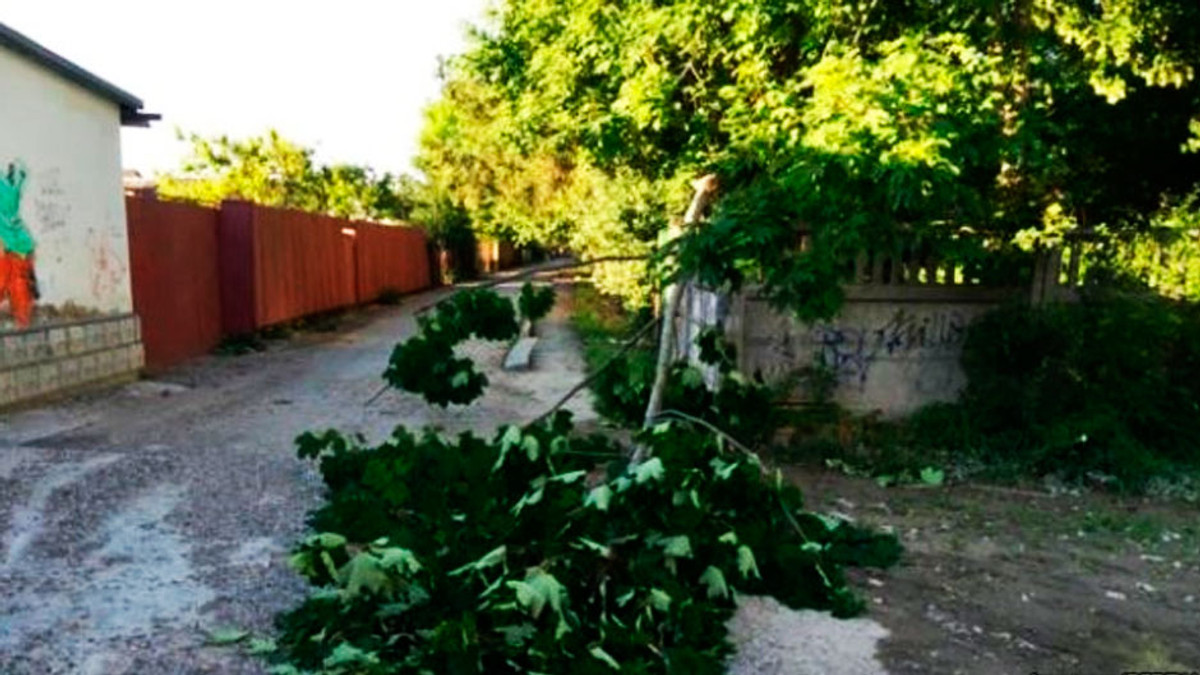 Ураган у Криму повалив дерева - фото 1