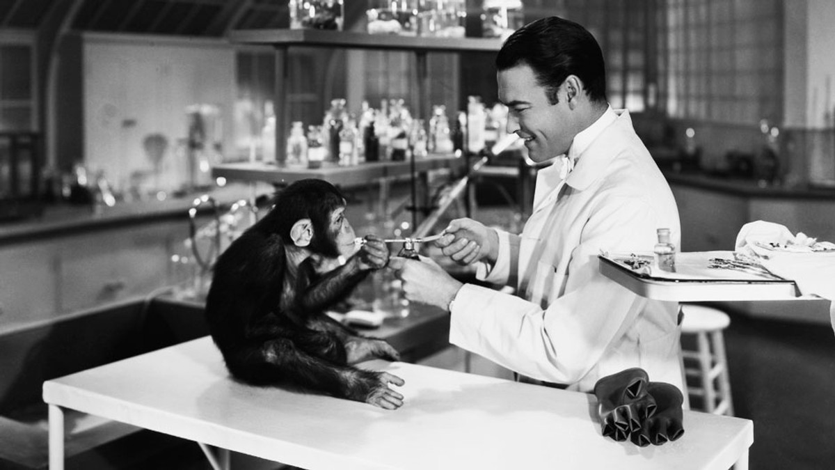 У США заборонили проводити медичні досліди над шимпанзе - фото 1