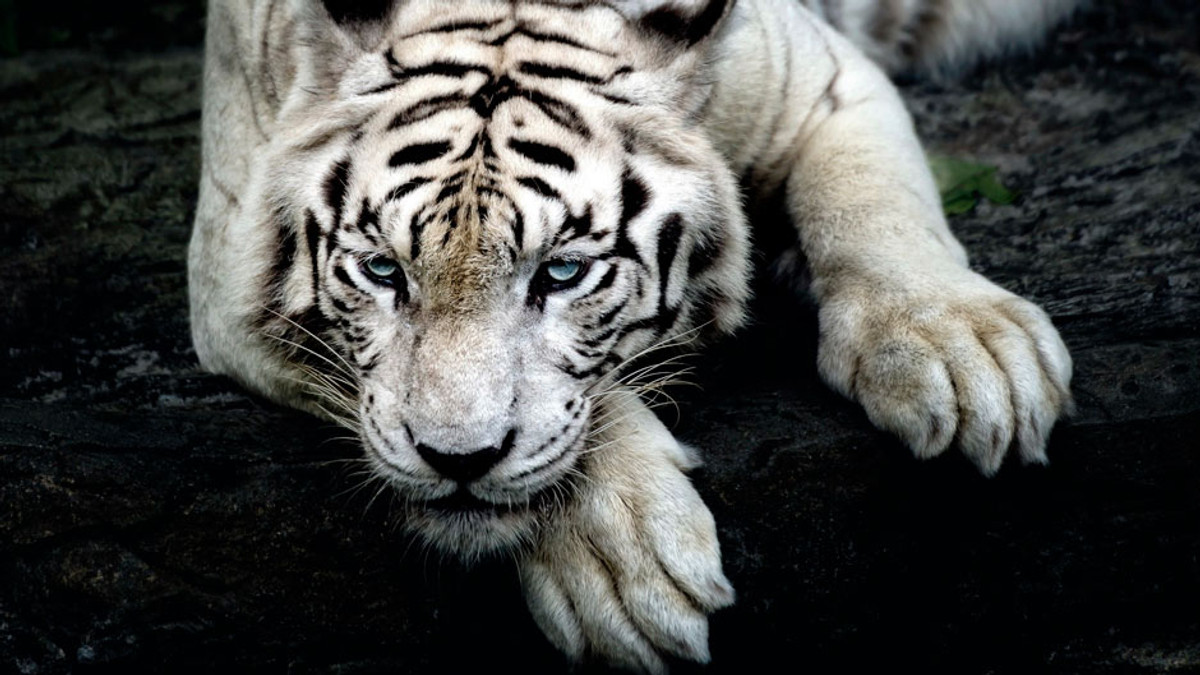 У Тбілісі білий тигр на смерть загриз людину - фото 1