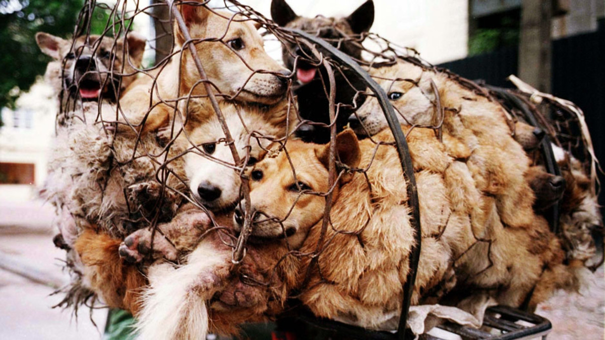 У Китаї проходить скандальний фестиваль собачого м'яса (Фото) - фото 1