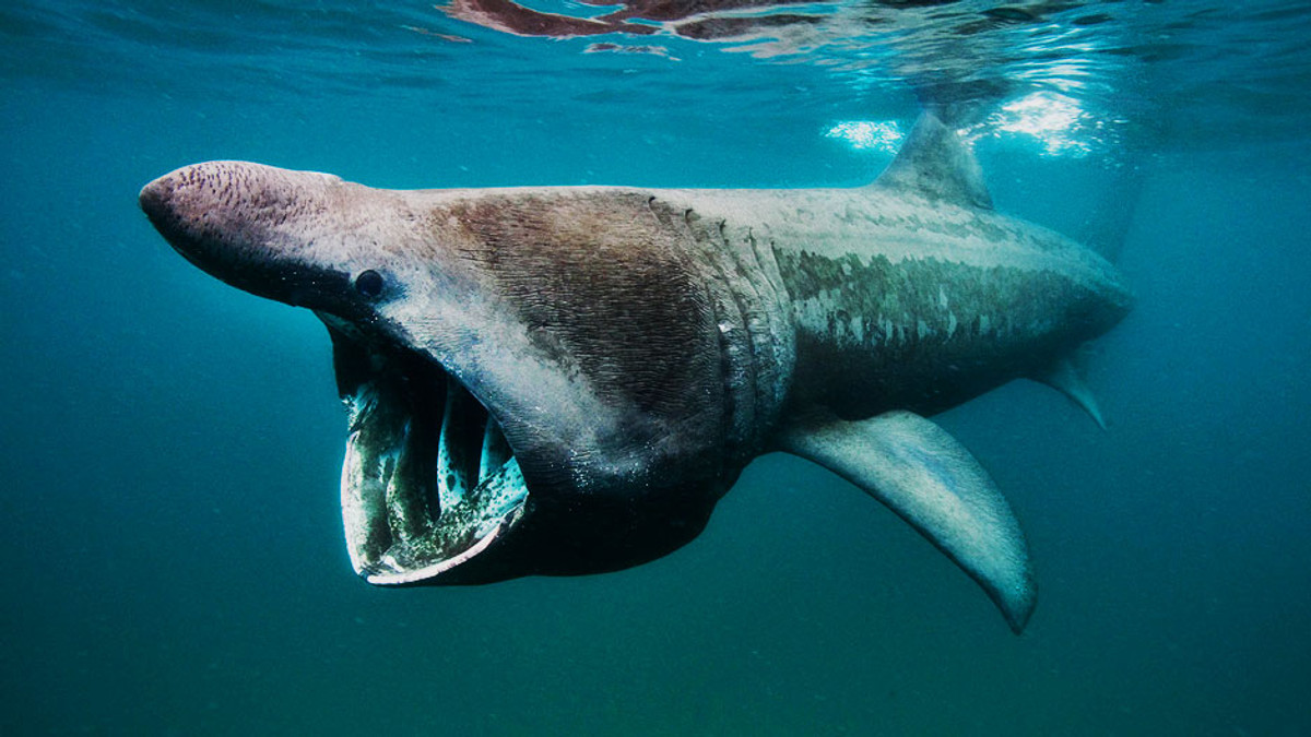 Вдруге за сто років в Австралії спіймали гігантську акулу (Відео) - фото 1