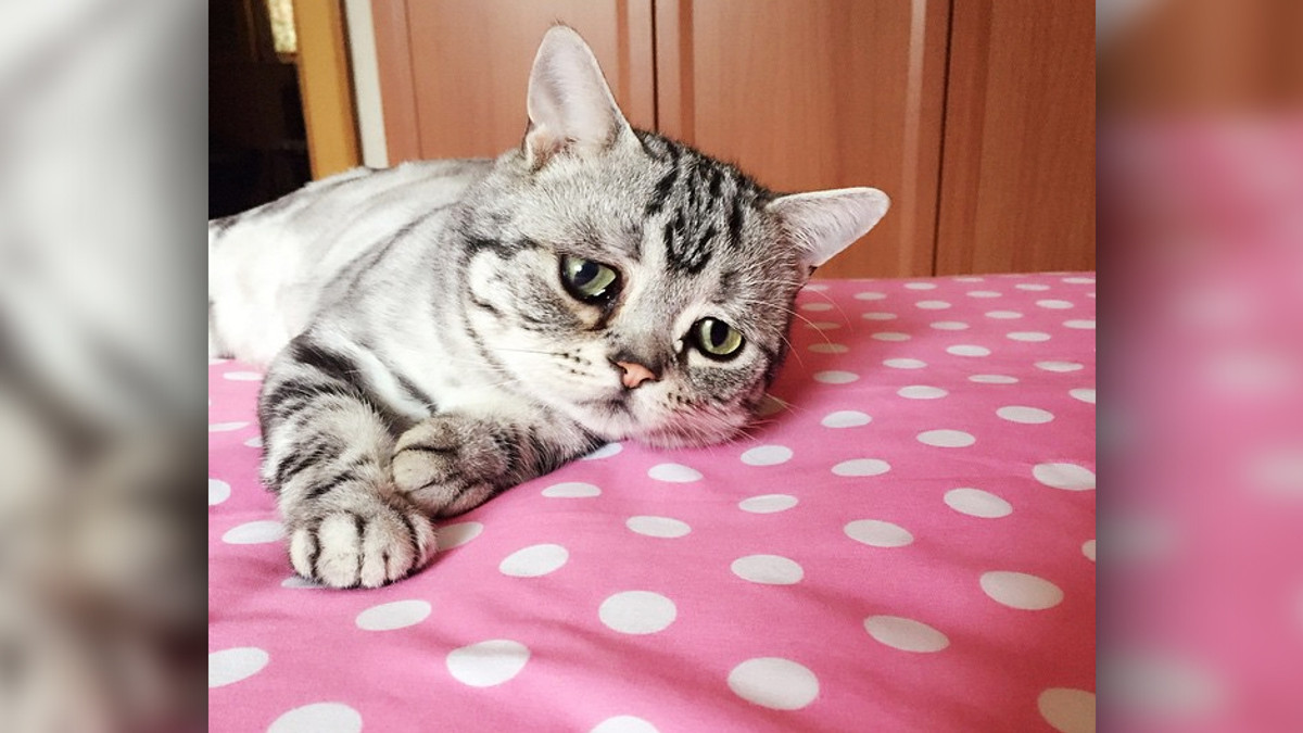 Пекінська кішка-песиміст підкорила користувачів інтернету (Фото) - фото 1