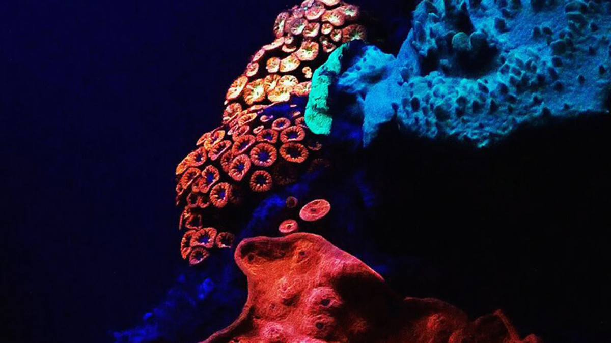 У Червоному морі знайшли корали, що світяться (Відео) - фото 1