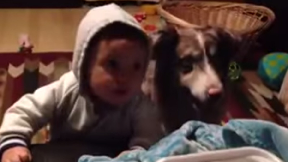 Собака навчилася говорити «мама» раніше за дитину (Відео) - фото 1