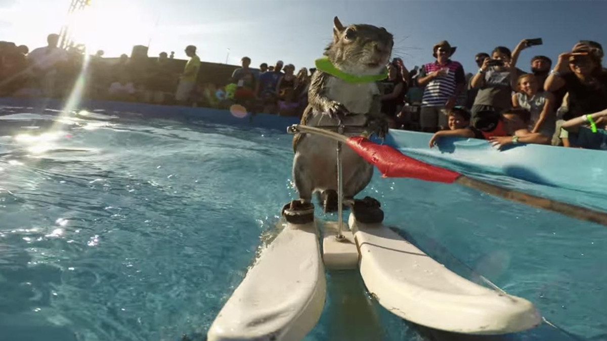 Білка катається на водних лижах (Відео) - фото 1