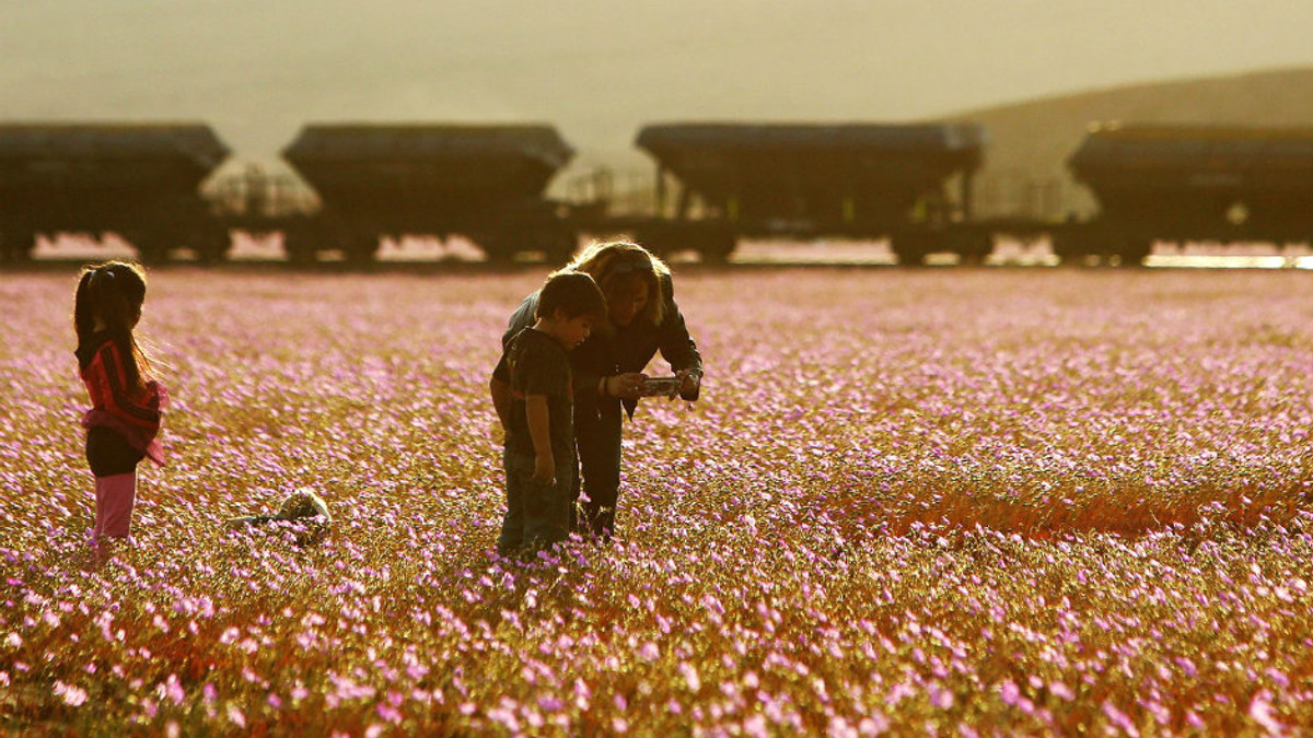 Найсухіша пустеля планети вкрилася квітами (Фото) - фото 1