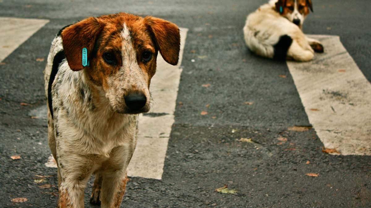 У Києві до кінця року облаштують 100 собачих вбиралень - фото 1