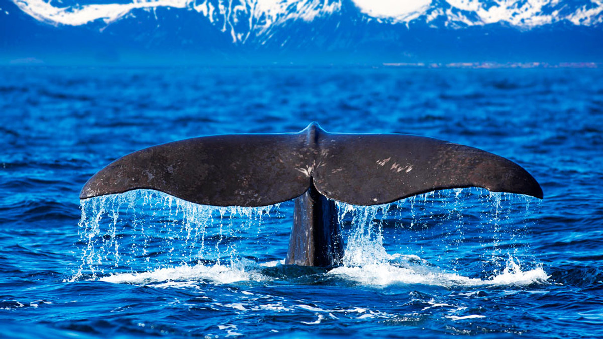 Найрідкіснішого у світі кита вперше зняли на відео - фото 1