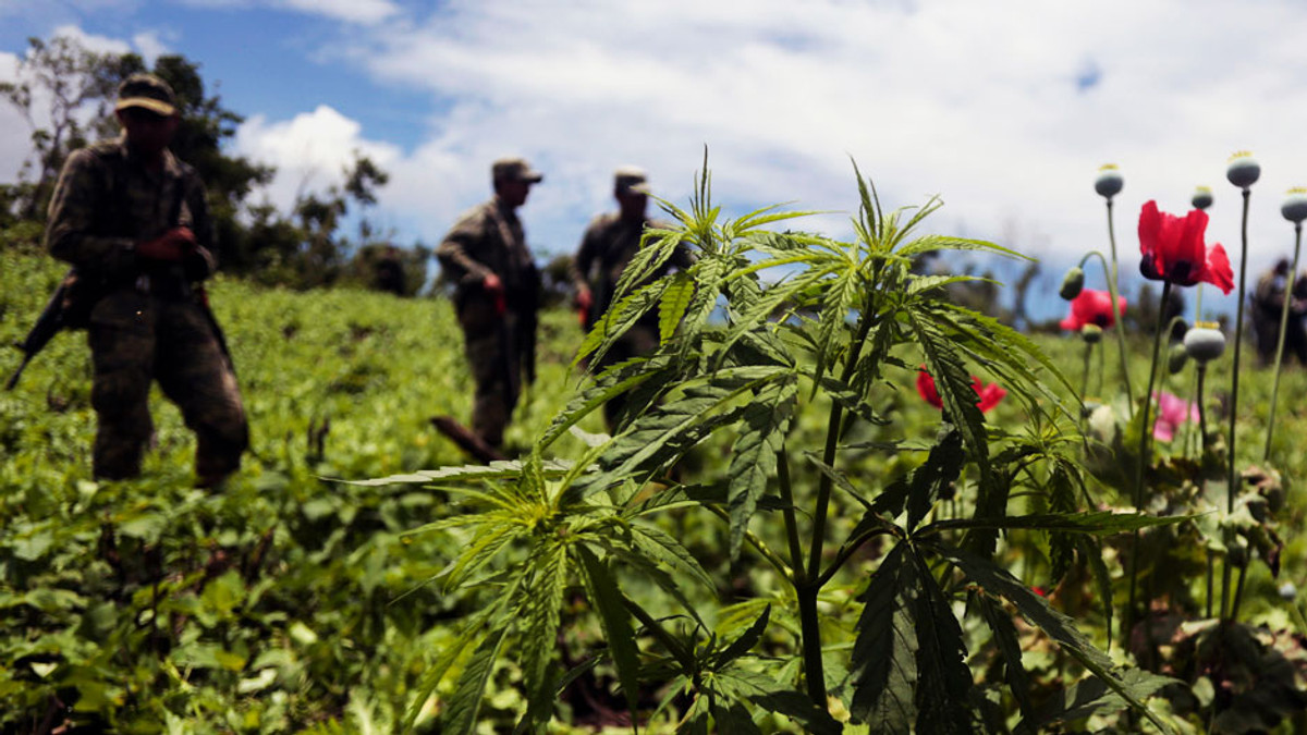 В Мексиці дозволили вирощування та перевезення марихуани - фото 1
