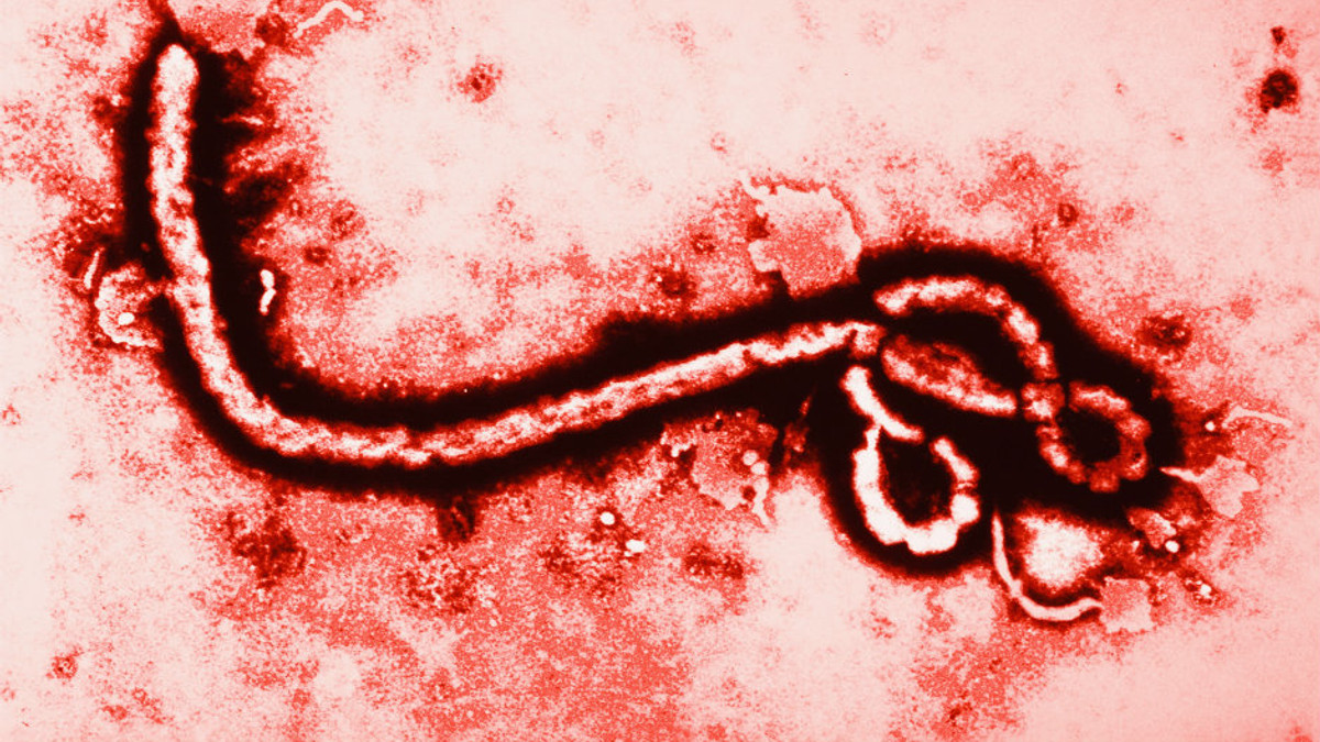 Хіміки створили «муляж» вірусу Ебола - фото 1