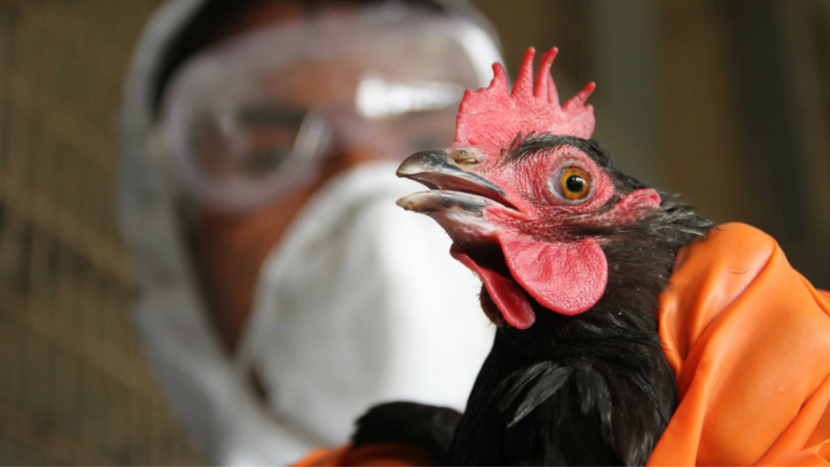 У Франції виявили пташиний грип - фото 1