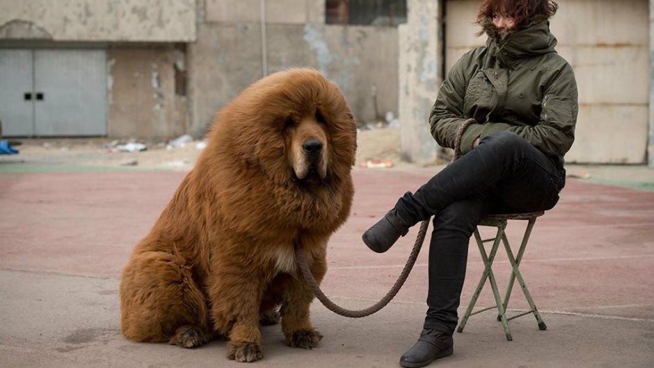 У Китаї продають собак за мільйон доларів