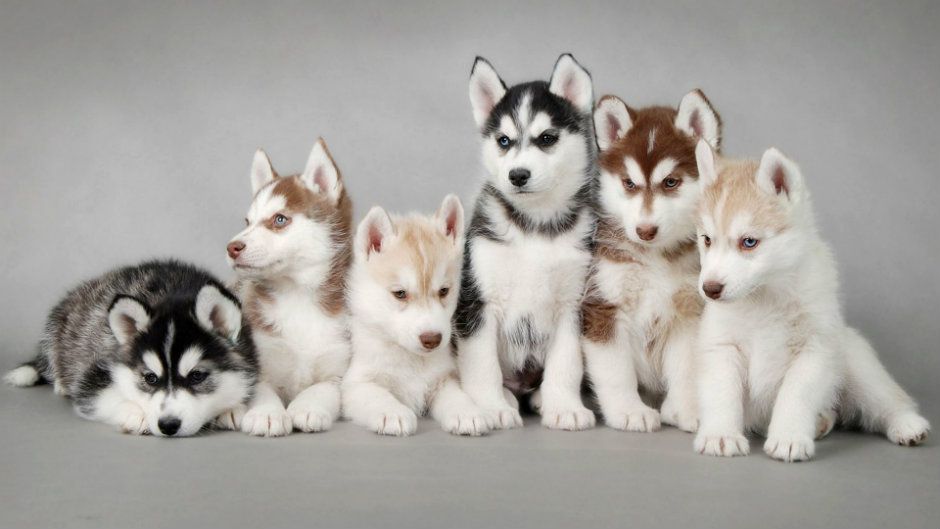 Вчені: собаки здатні копіювати емоції один одного