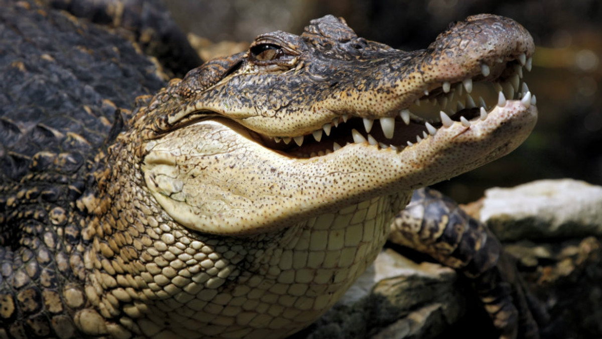 Через повені австралійцям загрожують крокодили - фото 1