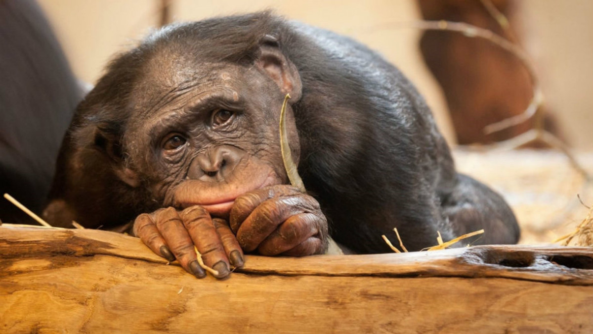 Вчені пояснили вимирання людиноподібних мавп - фото 1