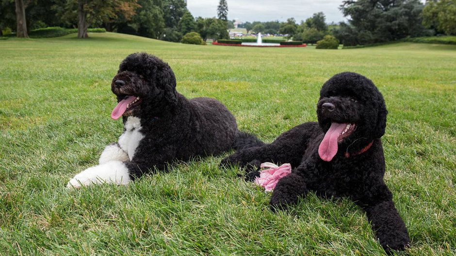 Американець хотів викрасти собаку Обами