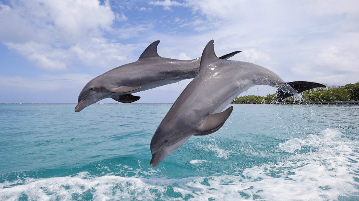 В Індії викинулися на берег 100 дельфінів - фото 1