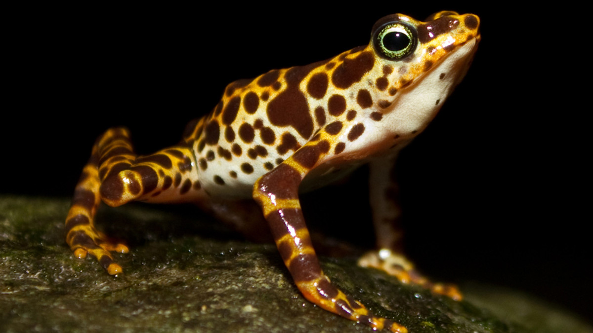 Біологи з'ясували, що бразильські жаби розмовляють унікальною мовою - фото 1