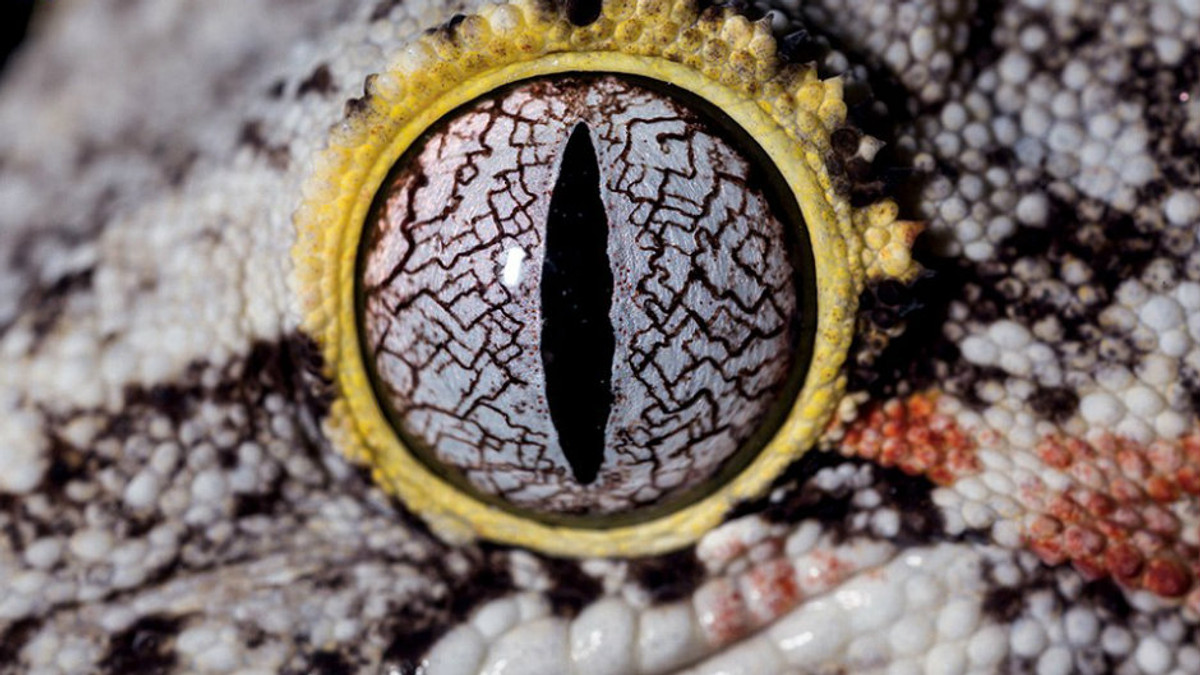 National Geographics показав макрознімки очей тварин - фото 1