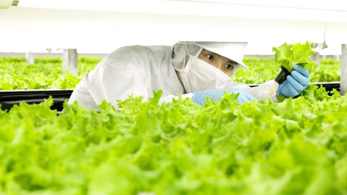 У Японії відкриють роботизовану овочеву ферму - фото 1