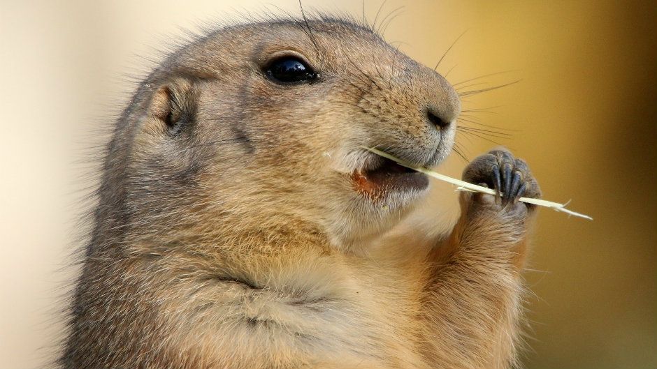 У США «заарештували» бабака - фото 1