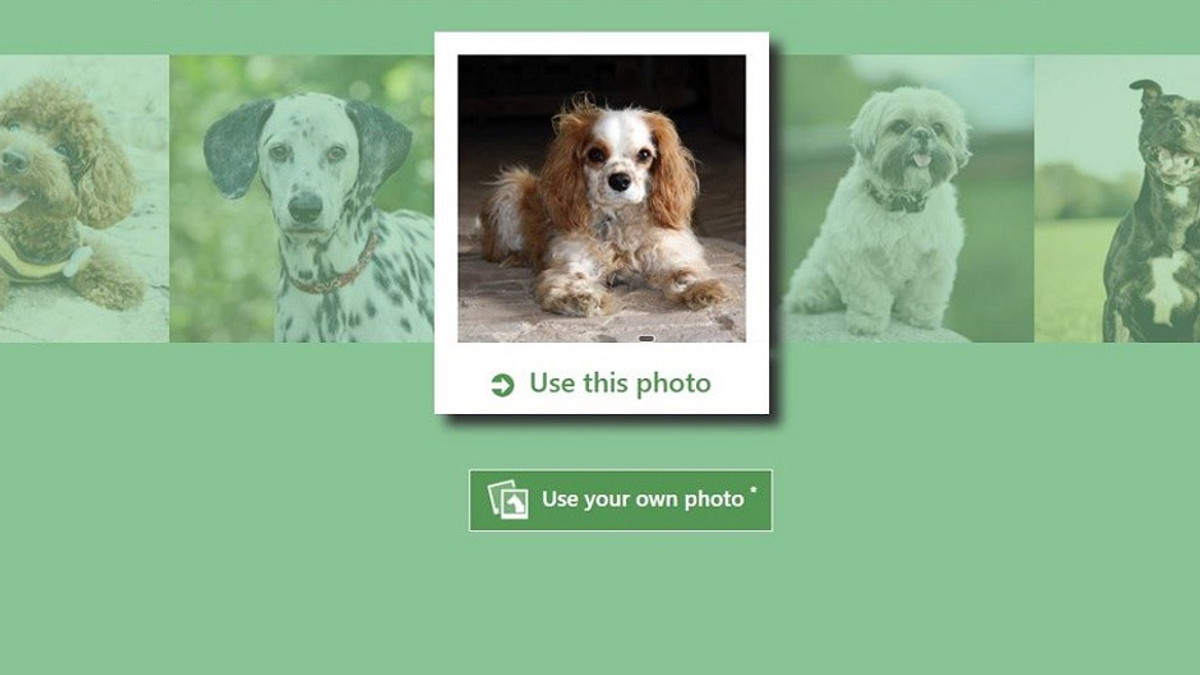 Microsoft створила програму, що визначає породи собак - фото 1