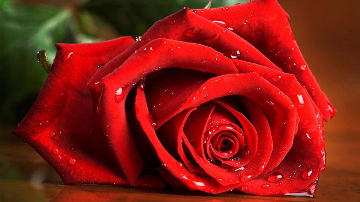 Троянди, вирощені до Дня Валентина, виробляють 9 тис тонн СО2 - фото 1