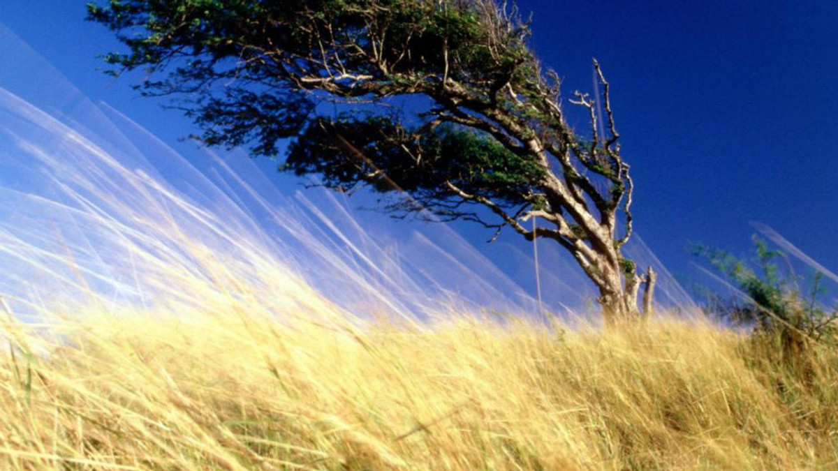 У США пропонують «збирати з дерев» енергію вітру - фото 1