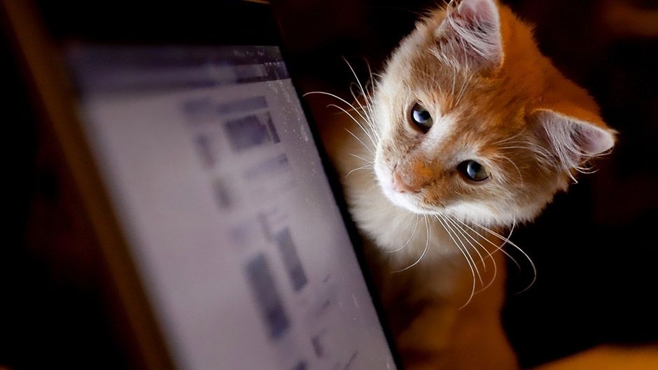 «ВКонтакті» тестує нову стрічку новин - фото 1