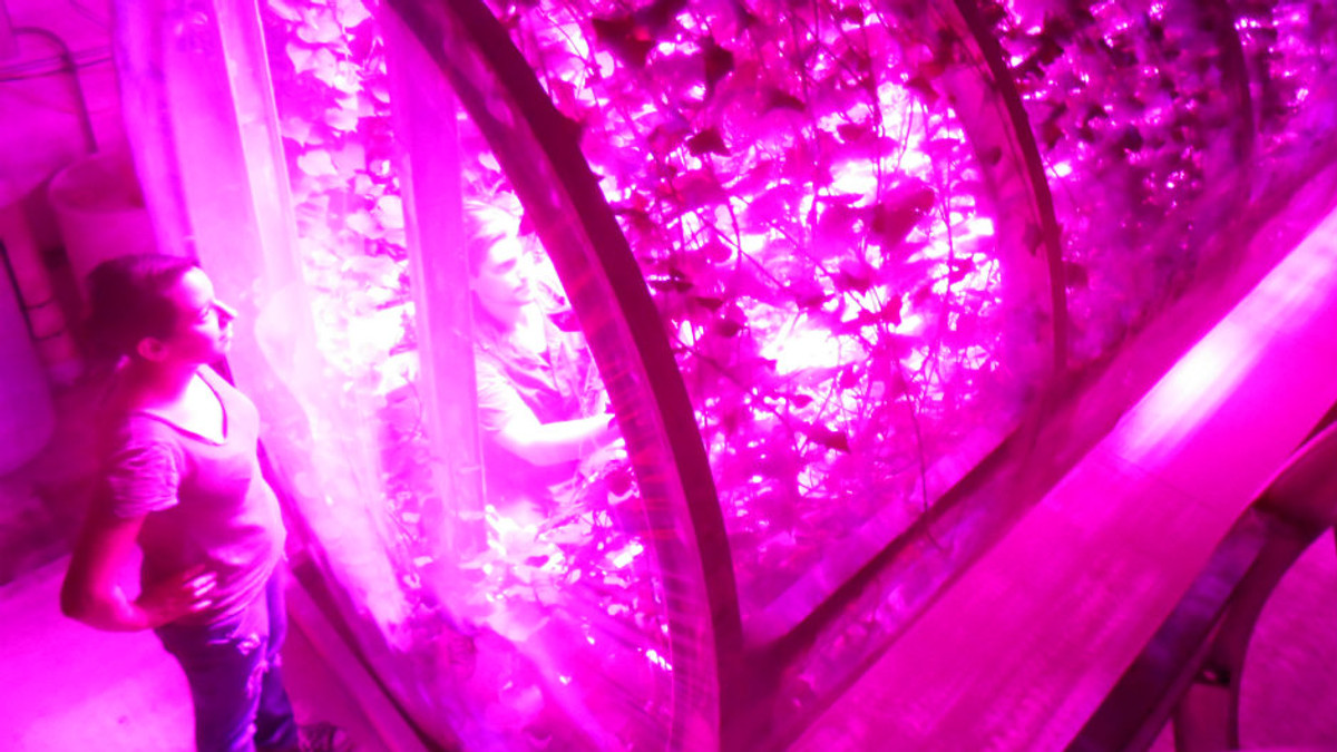 Philips розробляє світлодіоди для городини на Марсі - фото 1