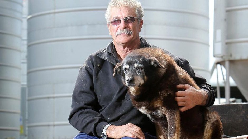 Померла найстаріша собака у світі