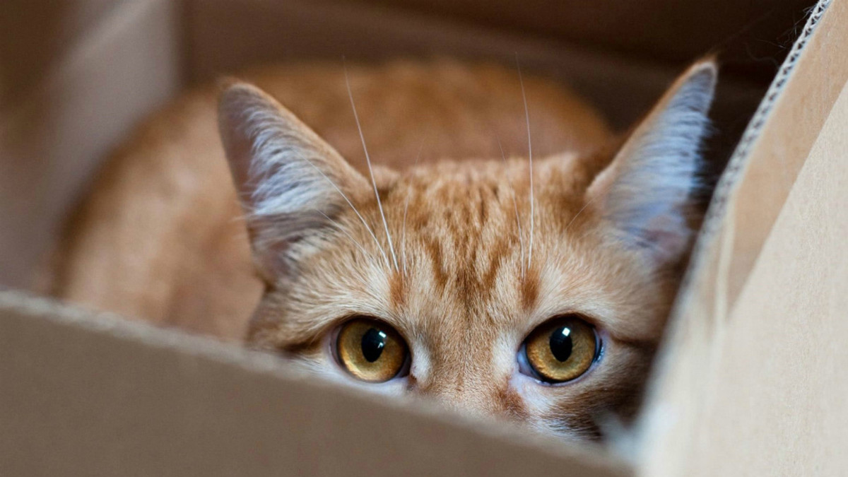Учені розповіли, чому коти люблять залазити у коробки - фото 1