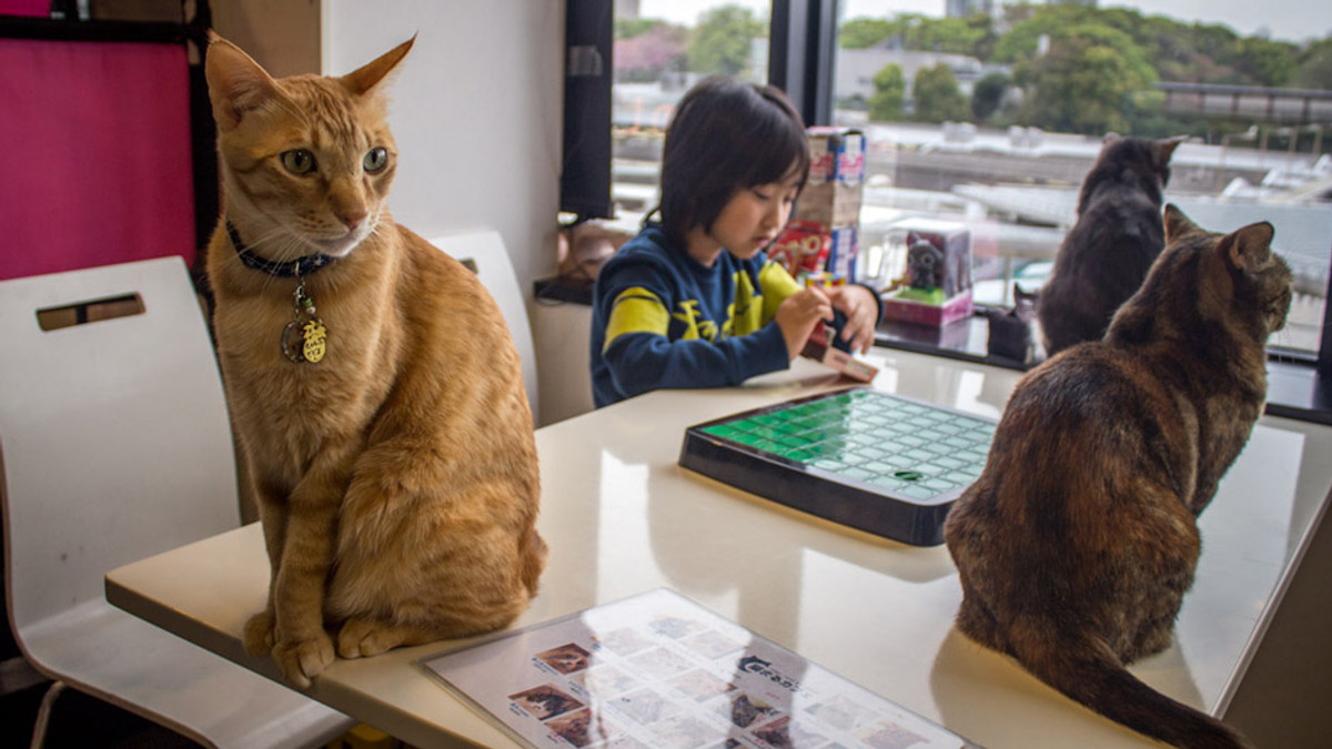 Кішкам в Японії дозволили працювати до 10 вечора - фото 1