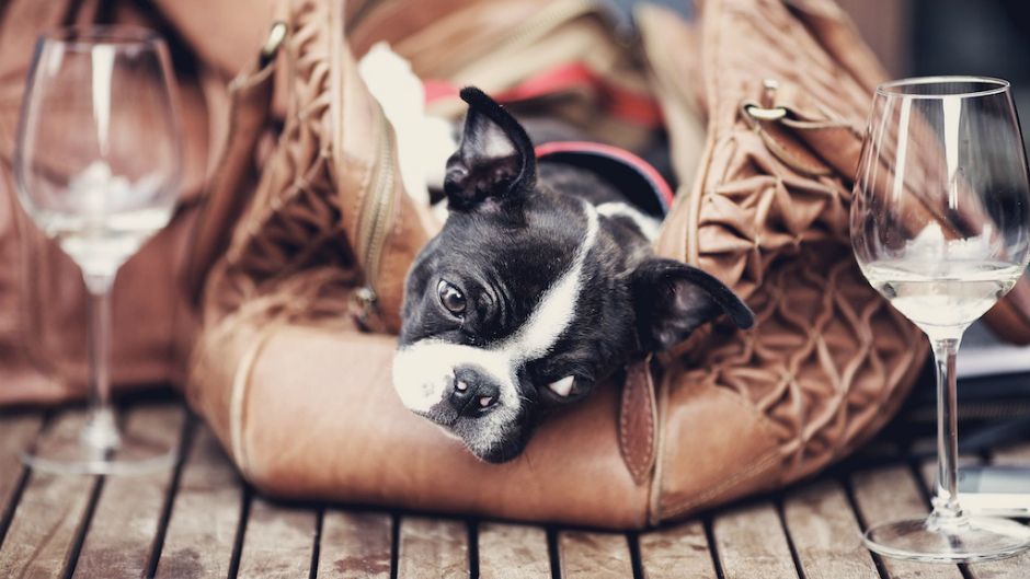 Британці продають собак у якості модних аксесуарів