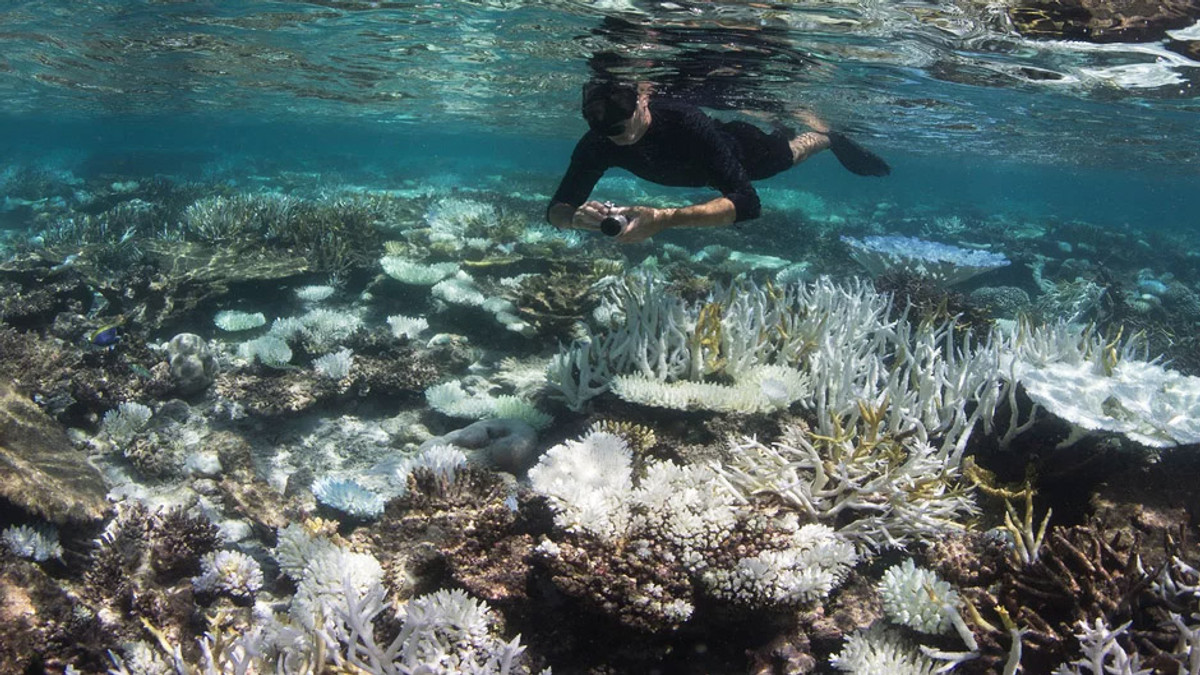 Вчені: Корали втрачають колір та помирають - фото 1