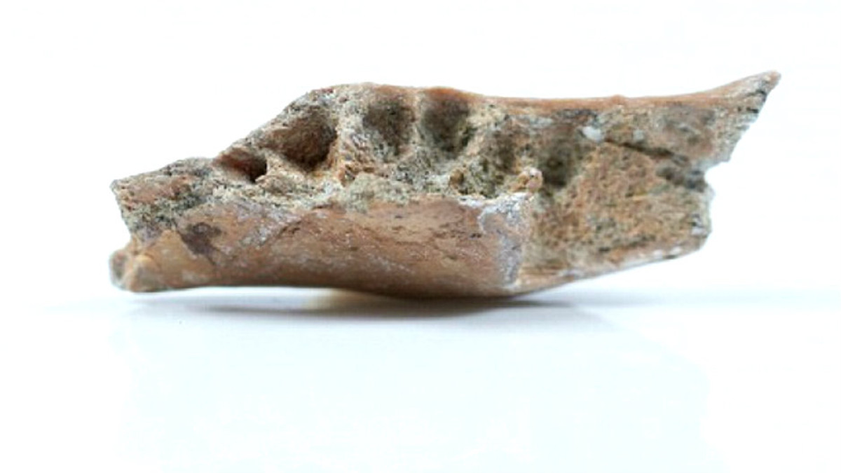 Вчені знайшли останки предка «хоббіта» - фото 1