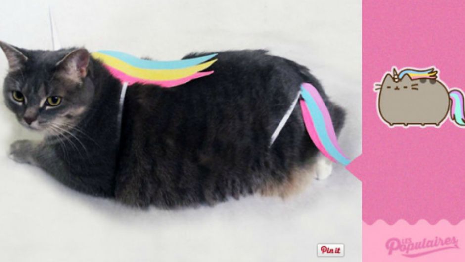 Віднайшли кота, схожого на смайлики у Facebook - фото 1