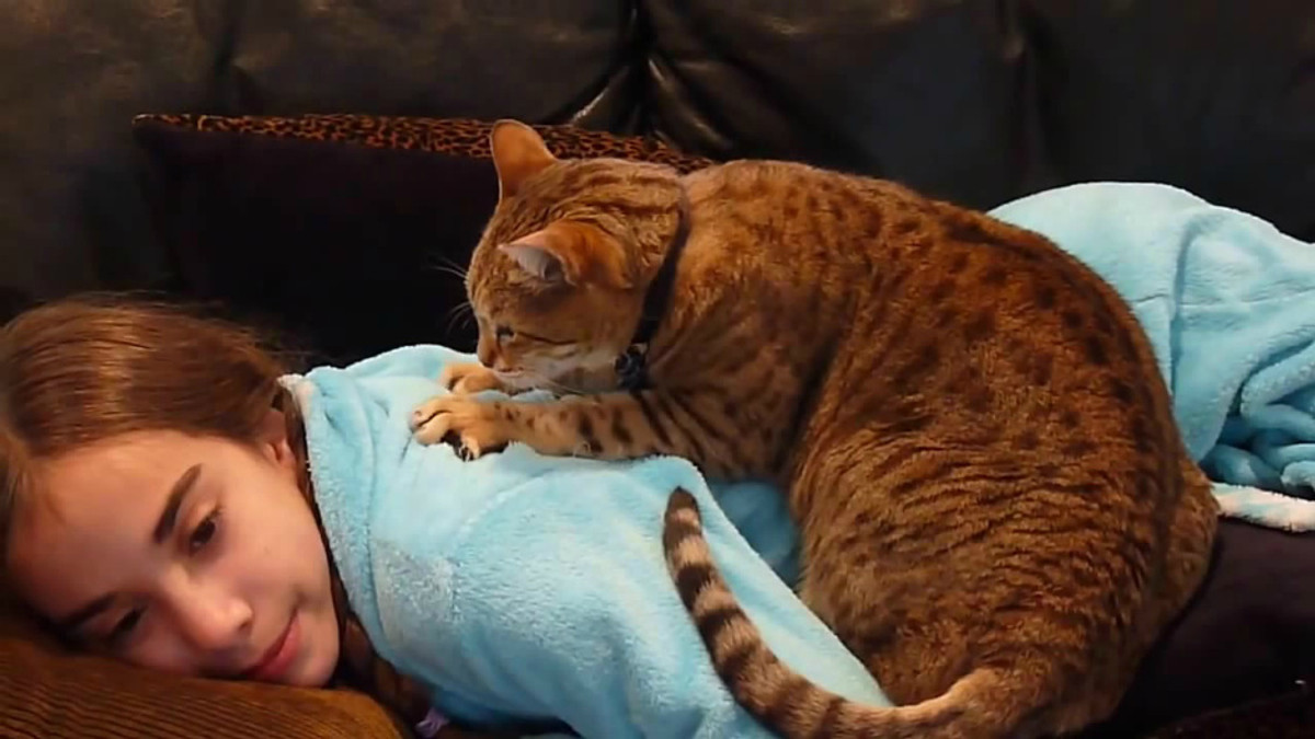 Японці відкрили новий вид масажу з котами - фото 1