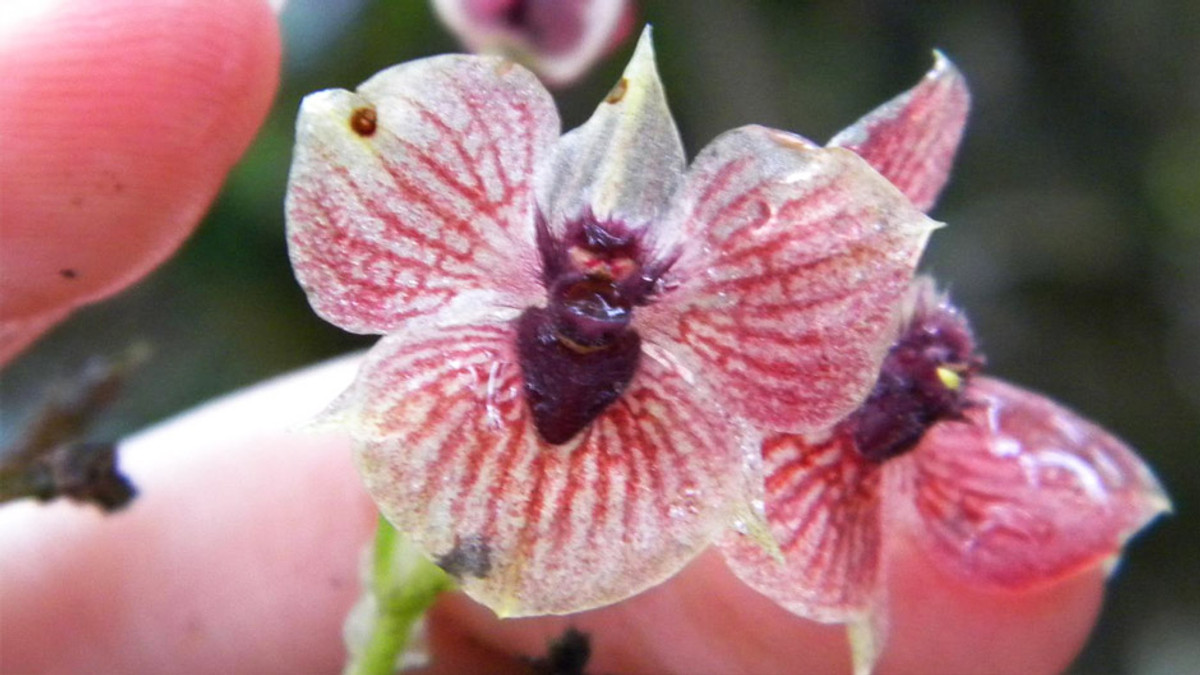 Вчені відкрили новий вид орхідеї - фото 1
