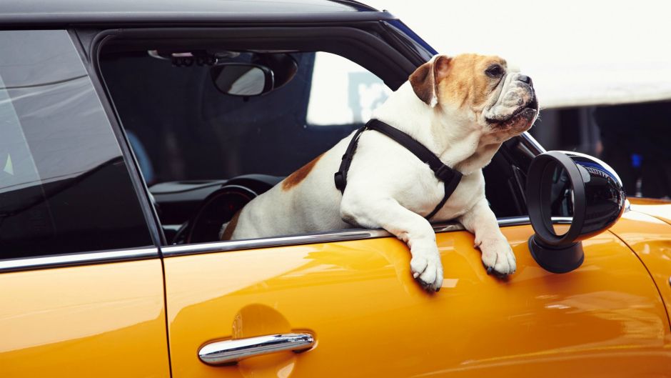 Власникам авто заборонять перевозити тварин