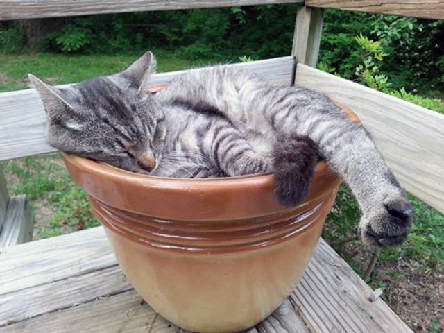 Коти-садівники, які змусять вас сміятись: епічні фото - фото 314820