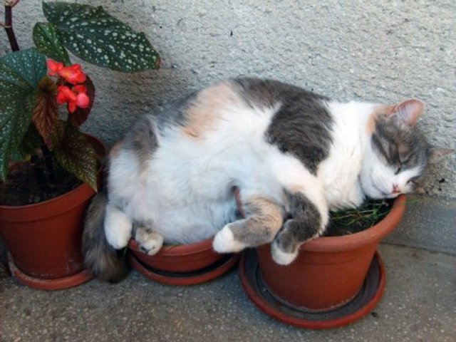 Коти-садівники, які змусять вас сміятись: епічні фото - фото 314836