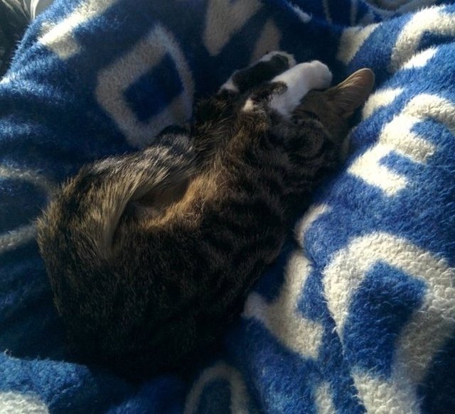 Епічні фото втомлених котів, які викликають чимало питань - фото 316961