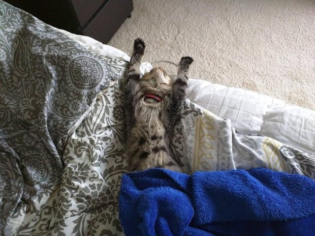 Епічні фото втомлених котів, які викликають чимало питань - фото 316963