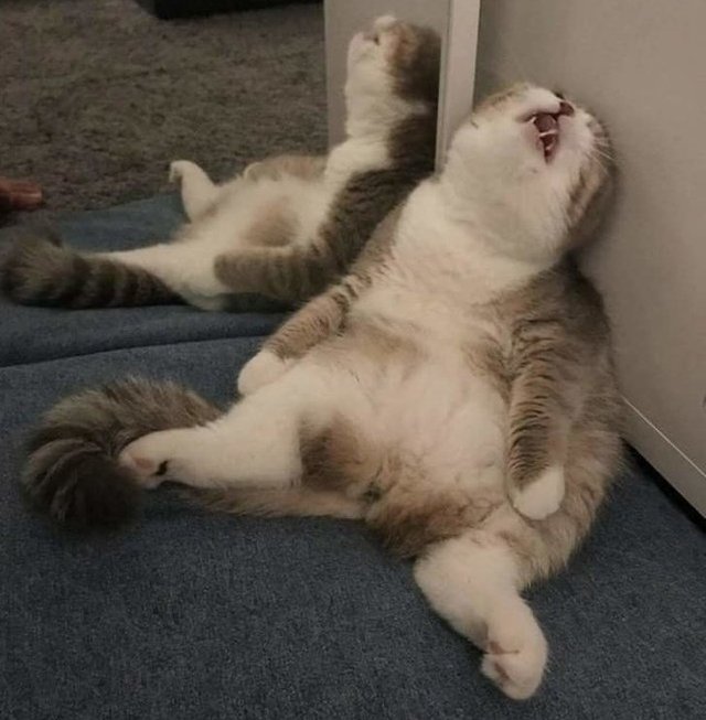 Епічні фото втомлених котів, які викликають чимало питань - фото 316964