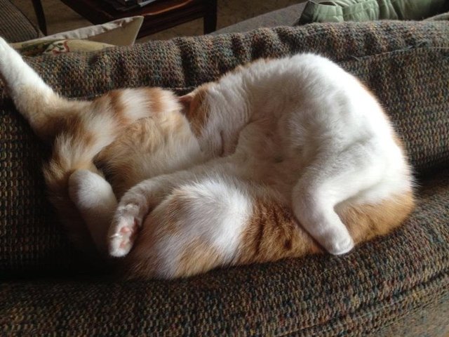 Епічні фото втомлених котів, які викликають чимало питань - фото 316968