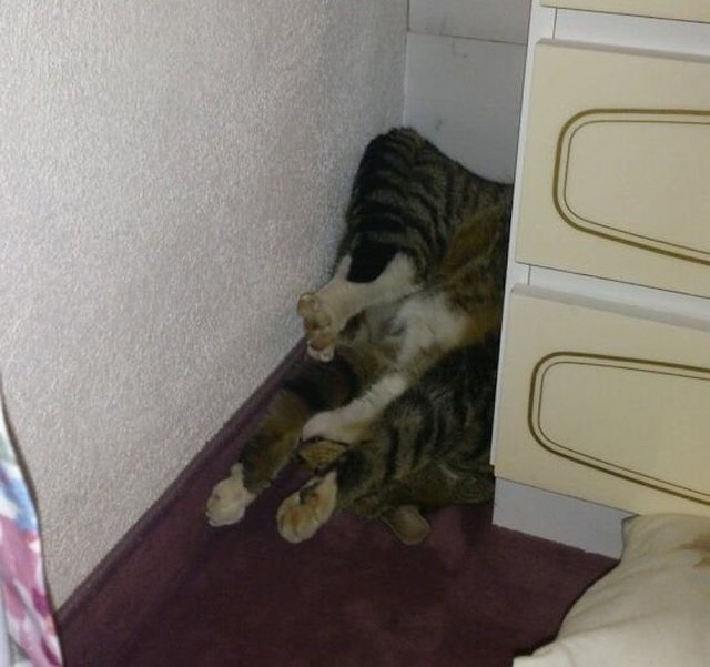 Епічні фото втомлених котів, які викликають чимало питань - фото 316971