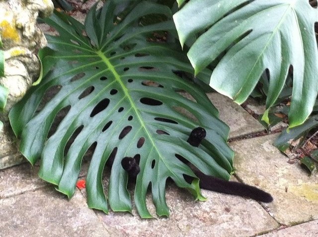 Епічні фото втомлених котів, які викликають чимало питань - фото 316972